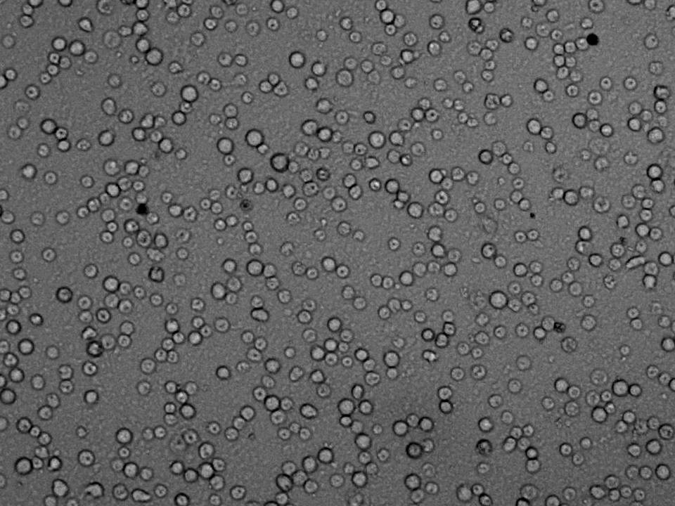 NEPA21 / Primary BMMC - Mouse Bone Marrow-Derived Mast Cells - Viability 64 per cent